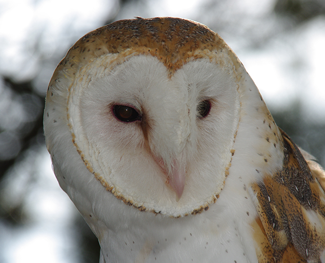 owls-of-ohio-lake-metroparks